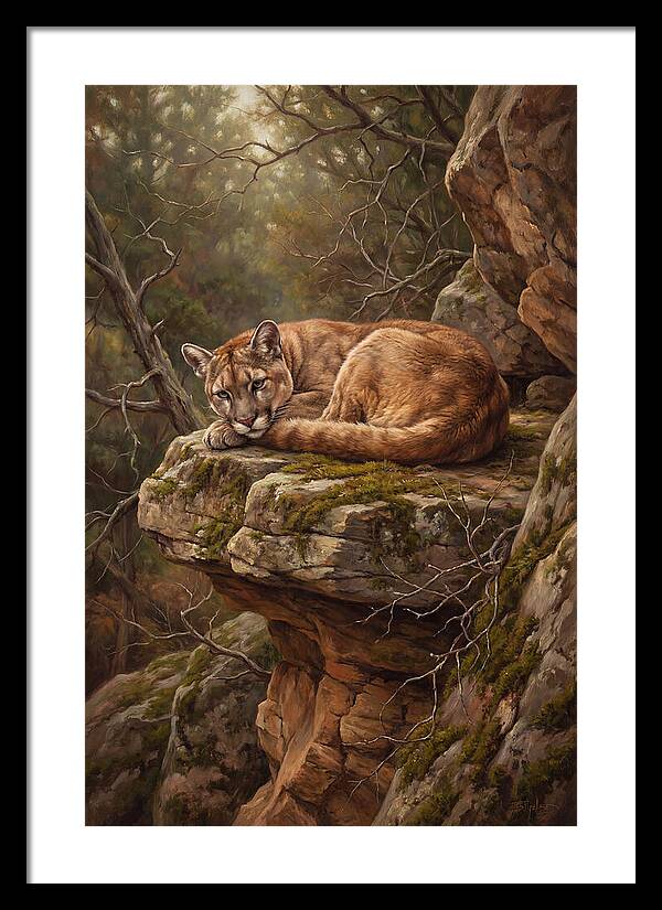 Mountain Lion Resting On Rocky Ledge