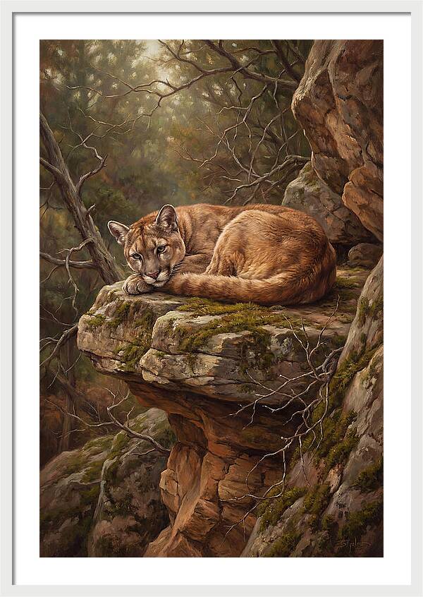 Mountain Lion Resting On Rocky Ledge