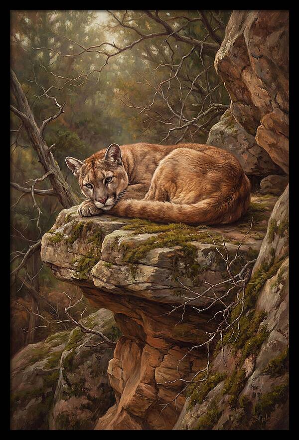 Mountain Lion Resting On Rocky Ledge