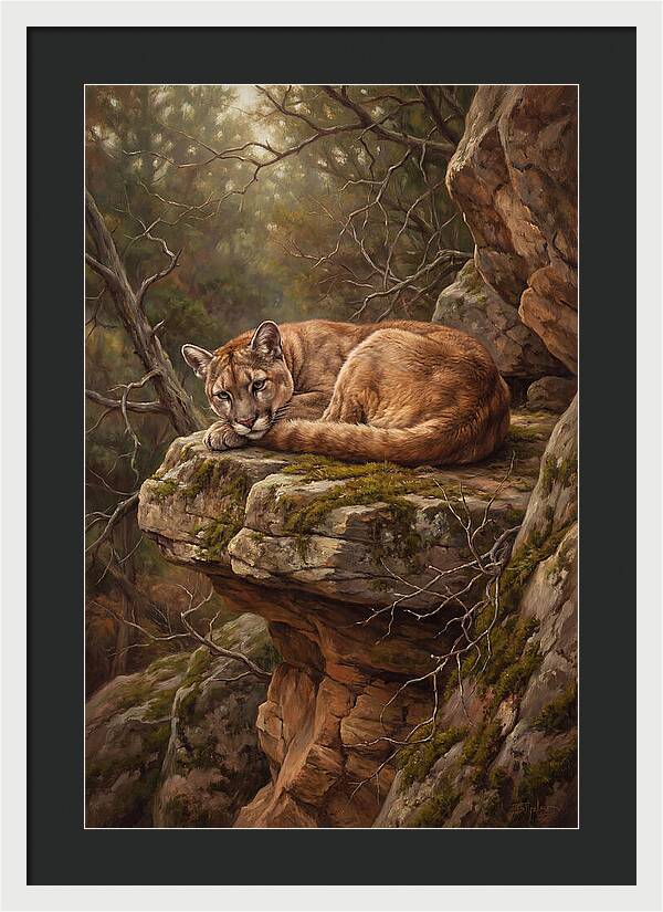 Mountain Lion Resting On Rocky Ledge