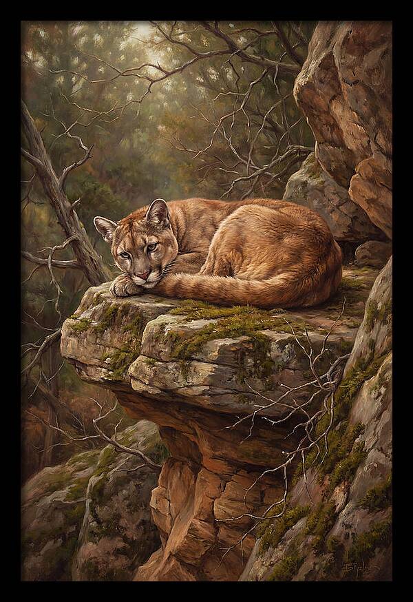 Mountain Lion Resting On Rocky Ledge