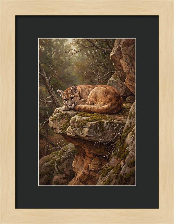 Mountain Lion Resting On Rocky Ledge