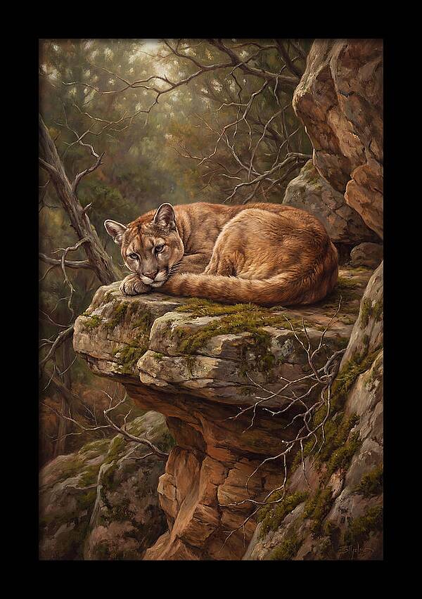 Mountain Lion Resting On Rocky Ledge
