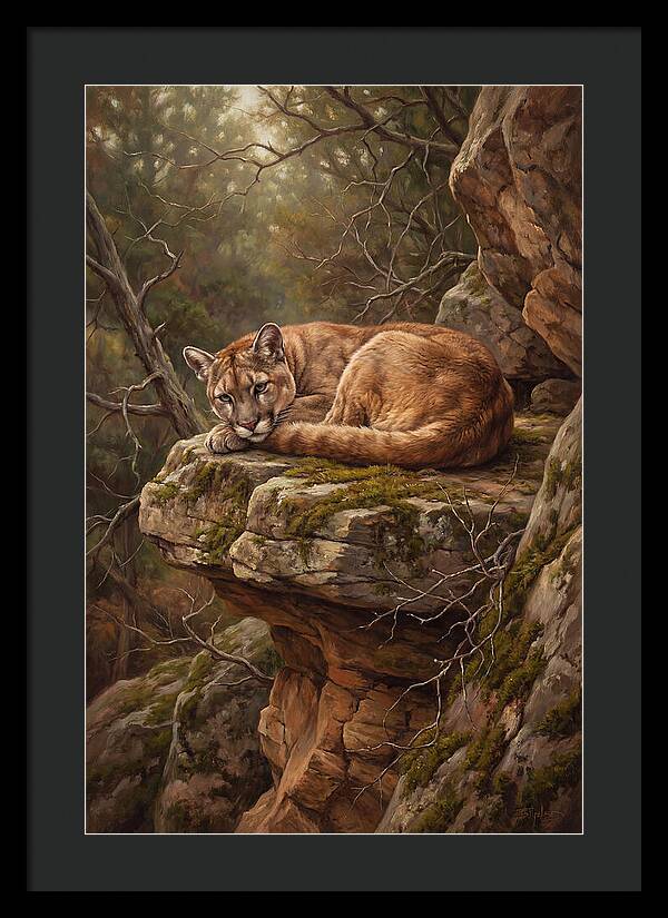 Mountain Lion Resting On Rocky Ledge