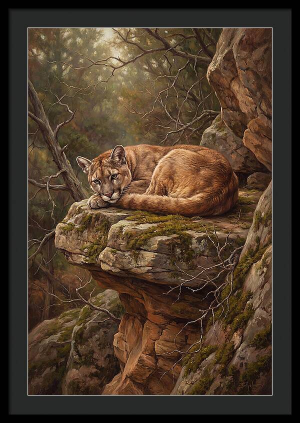 Mountain Lion Resting On Rocky Ledge
