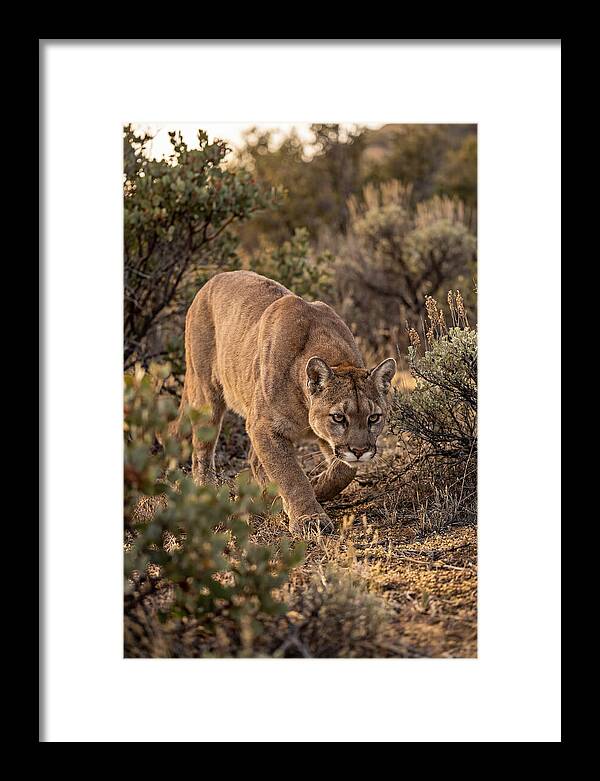 Mountain Lion Stalking Prey