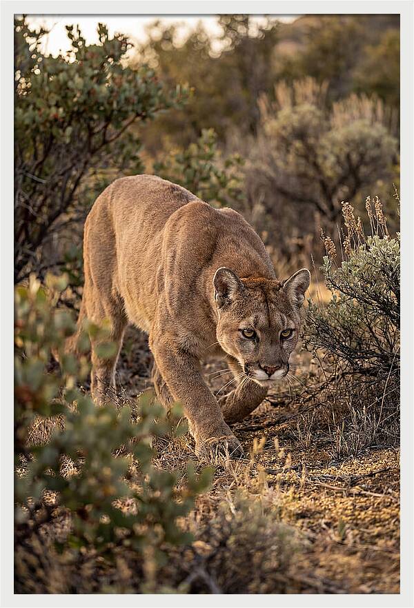 Mountain Lion Stalking Prey