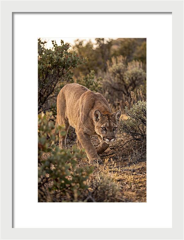 Mountain Lion Stalking Prey