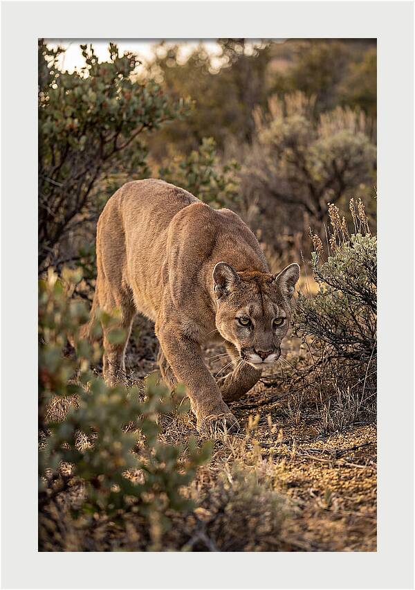 Mountain Lion Stalking Prey