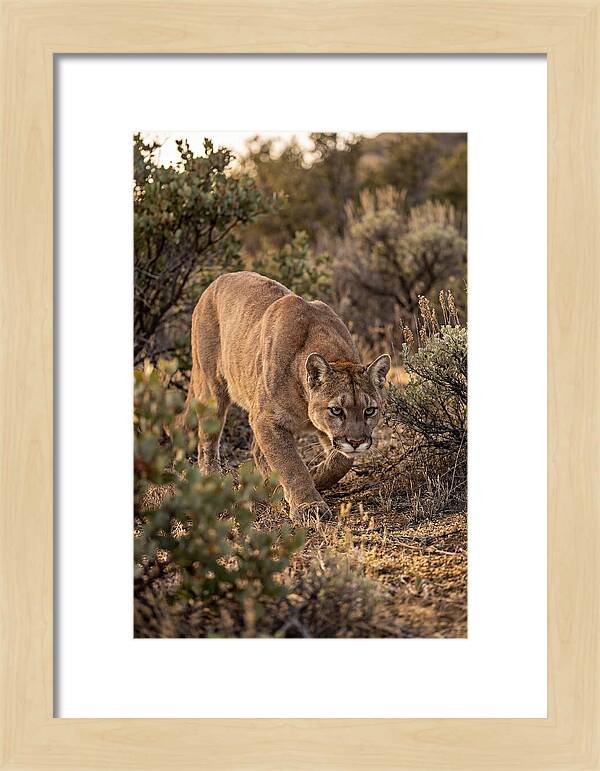 Mountain Lion Stalking Prey