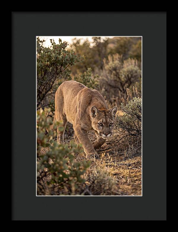 Mountain Lion Stalking Prey