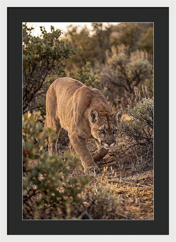 Mountain Lion Stalking Prey