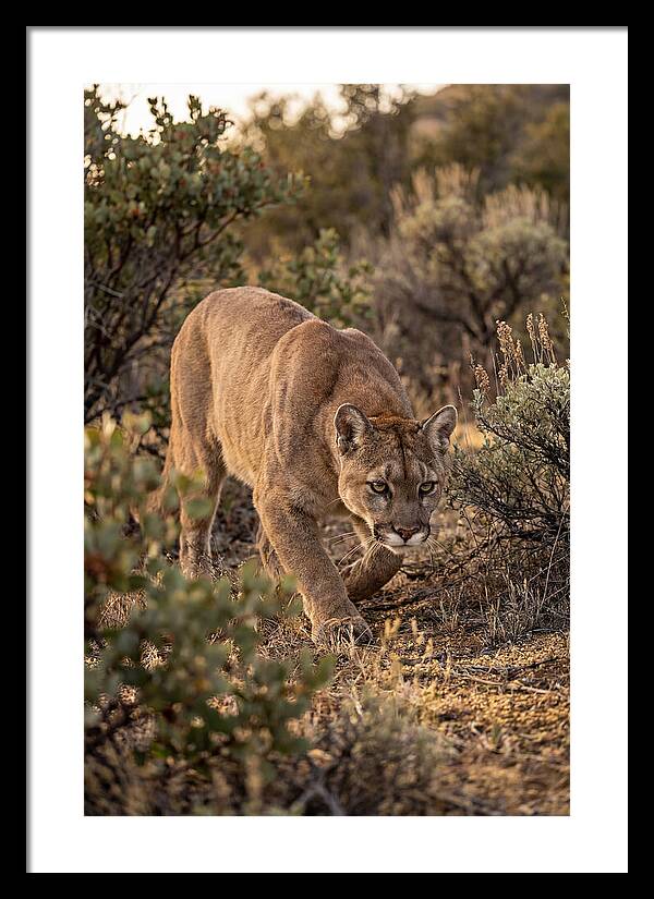 Mountain Lion Stalking Prey
