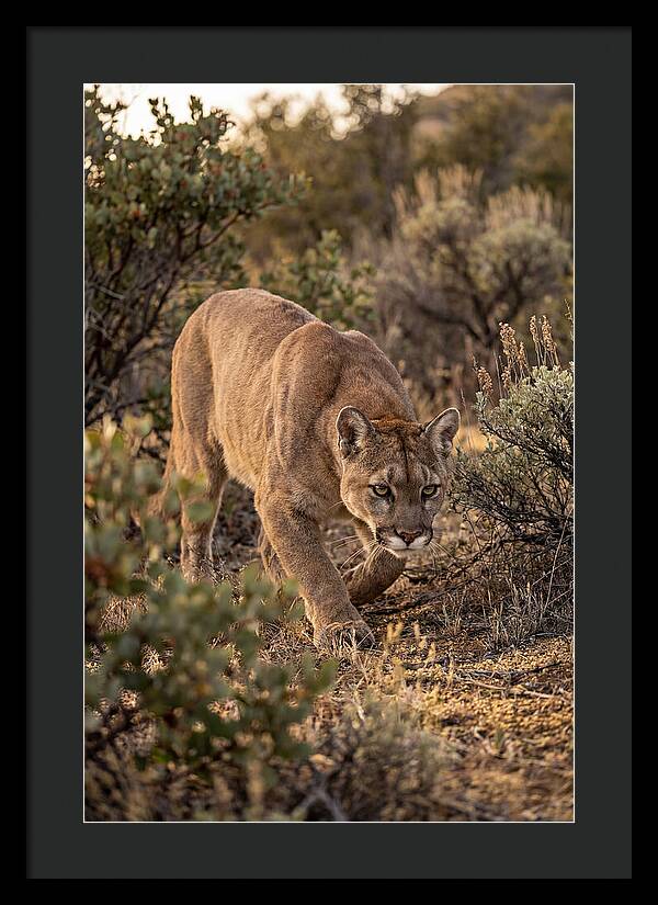Mountain Lion Stalking Prey