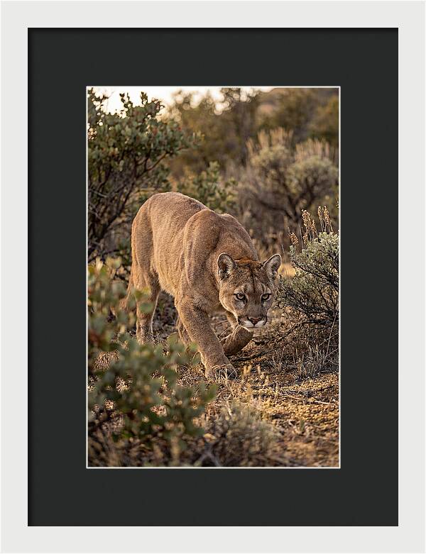 Mountain Lion Stalking Prey