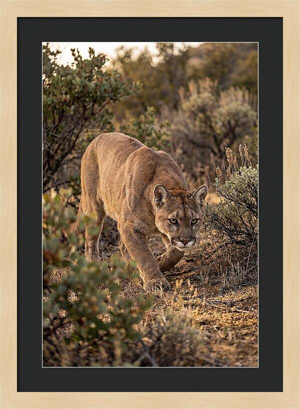 Mountain Lion Stalking Prey