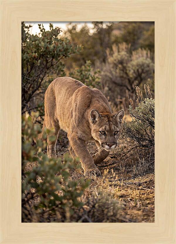 Mountain Lion Stalking Prey