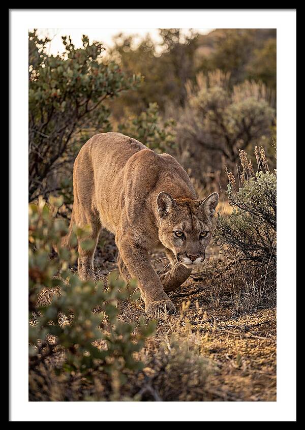 Mountain Lion Stalking Prey