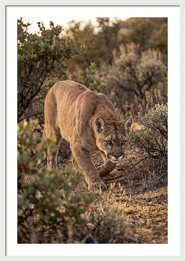 Mountain Lion Stalking Prey