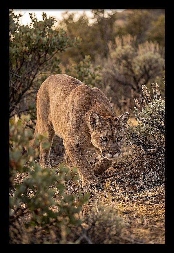 Mountain Lion Stalking Prey