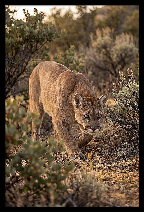 Mountain Lion Stalking Prey