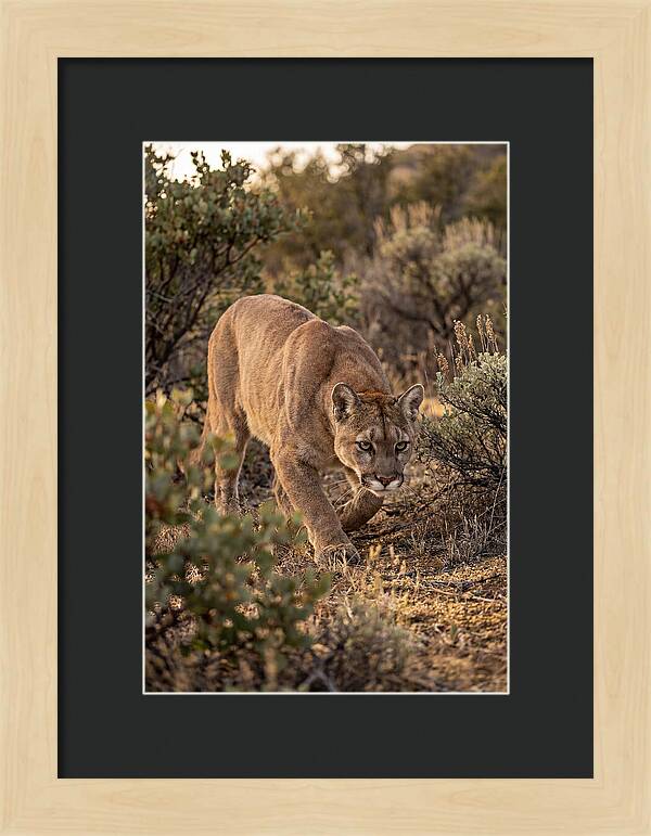 Mountain Lion Stalking Prey