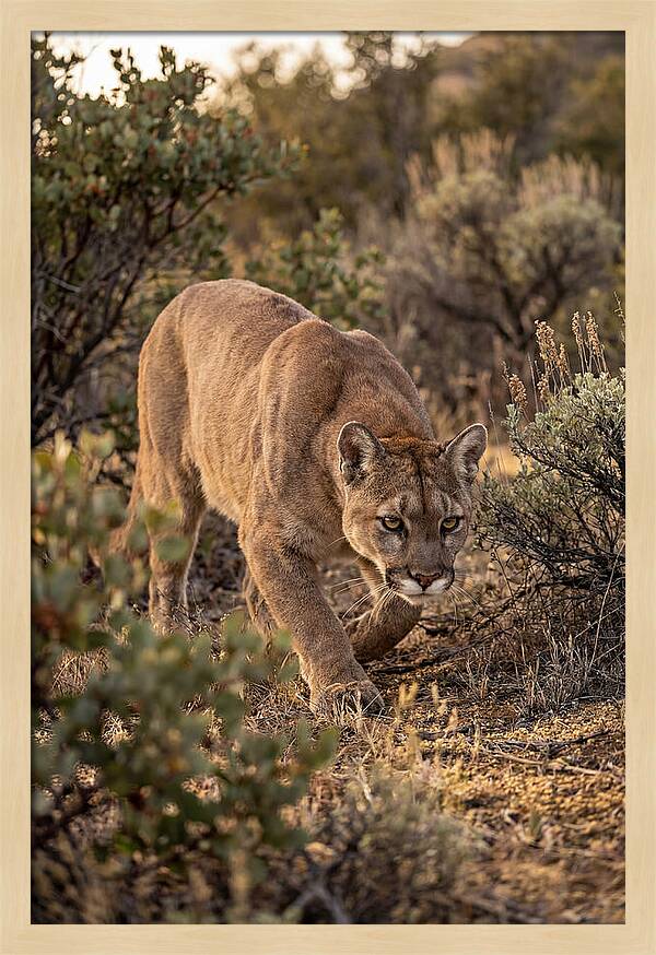 Mountain Lion Stalking Prey