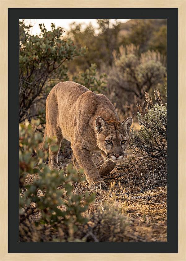 Mountain Lion Stalking Prey