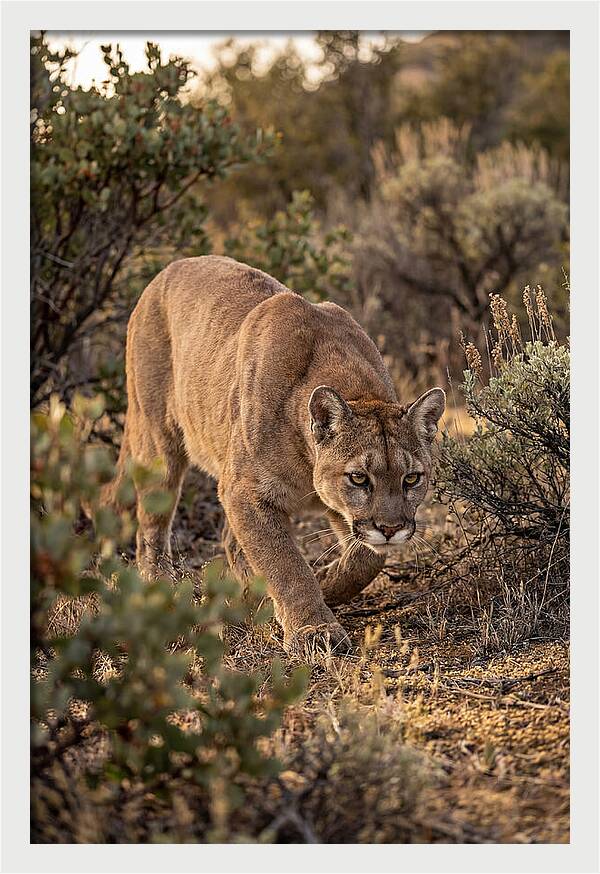 Mountain Lion Stalking Prey