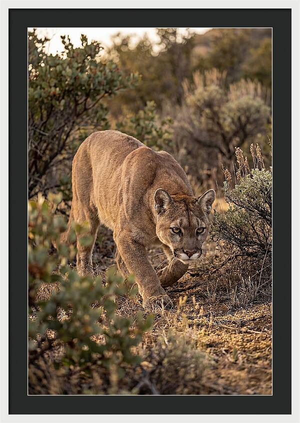 Mountain Lion Stalking Prey