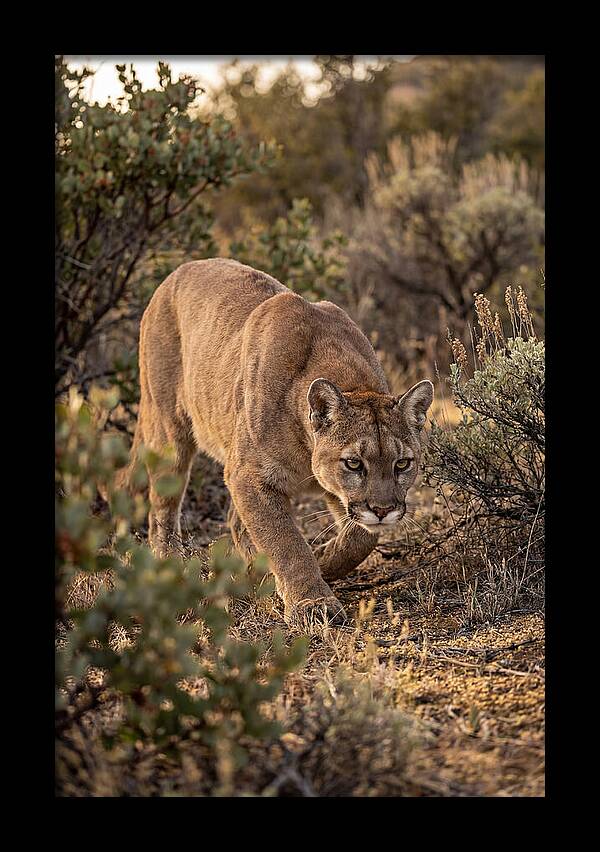 Mountain Lion Stalking Prey