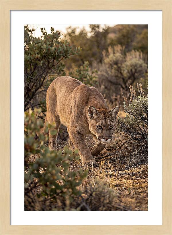 Mountain Lion Stalking Prey