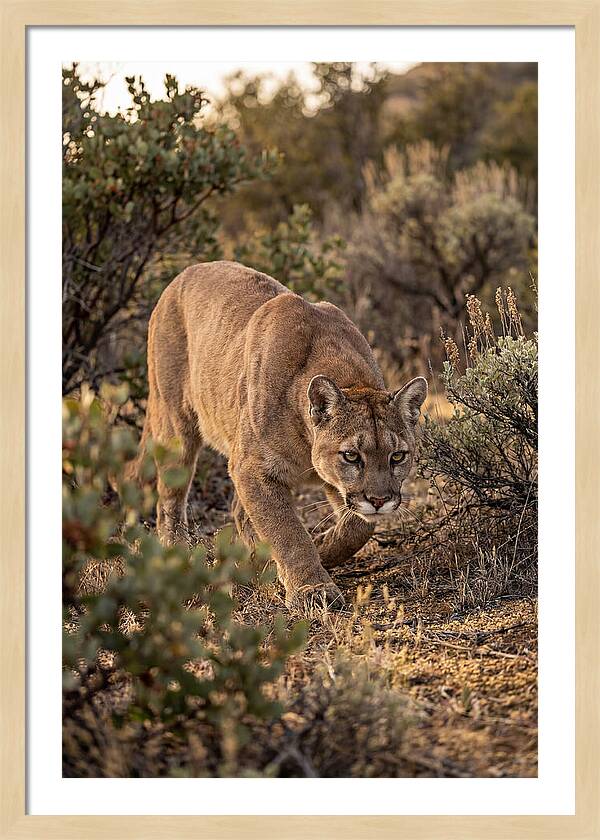 Mountain Lion Stalking Prey