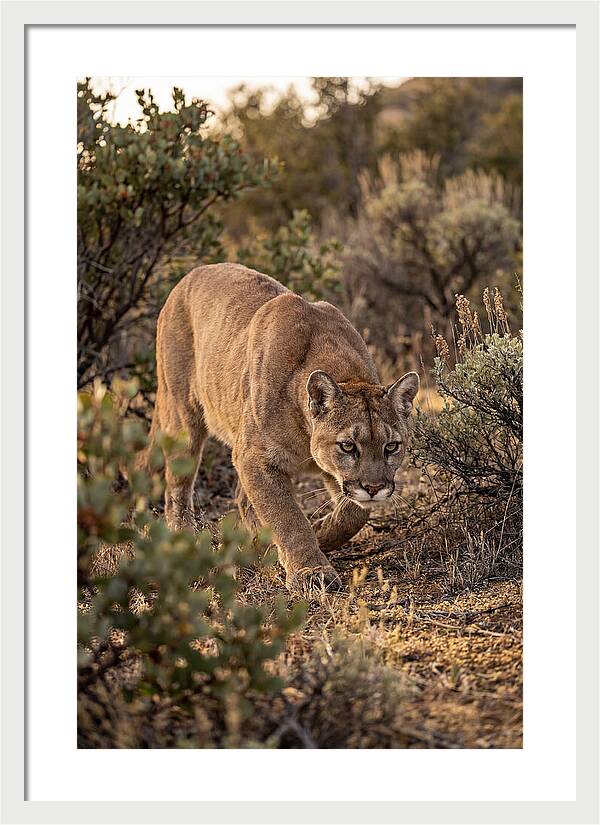 Mountain Lion Stalking Prey