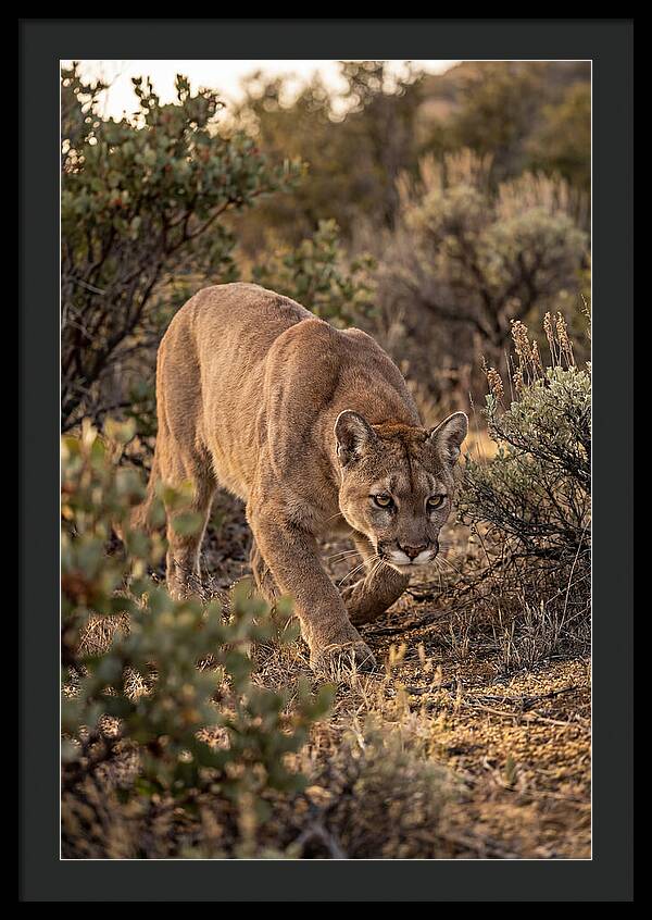 Mountain Lion Stalking Prey