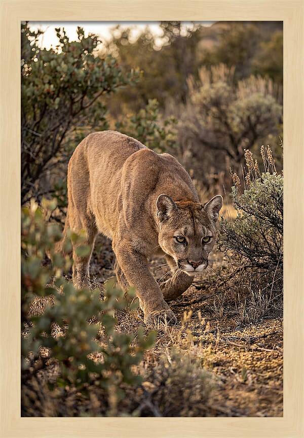 Mountain Lion Stalking Prey