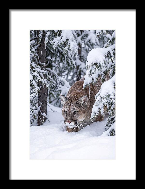 Mountain Lion Stalking Through Snow