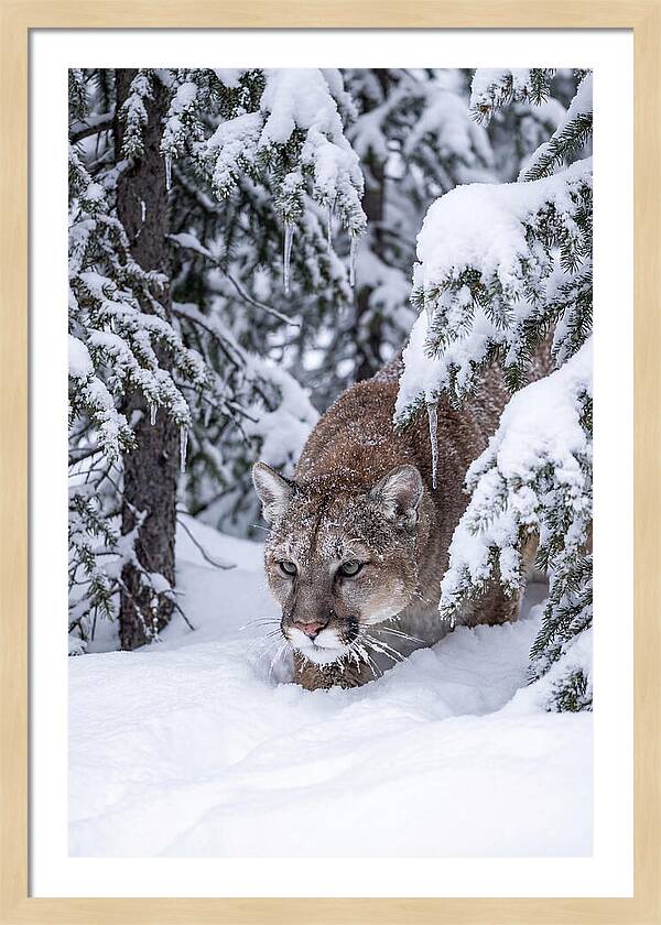 Mountain Lion Stalking Through Snow