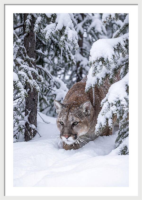 Mountain Lion Stalking Through Snow