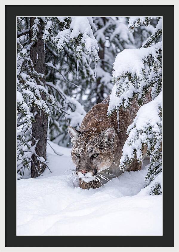 Mountain Lion Stalking Through Snow