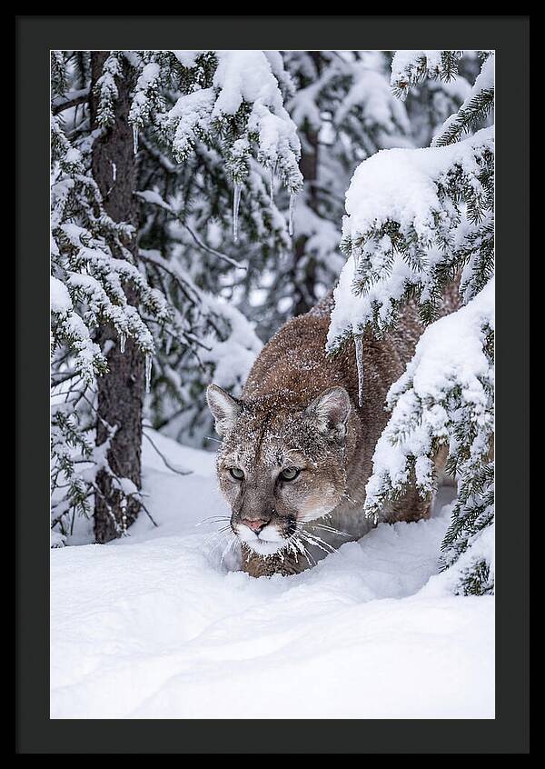 Mountain Lion Stalking Through Snow