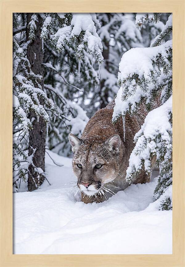 Mountain Lion Stalking Through Snow