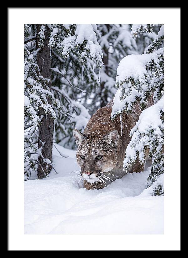 Mountain Lion Stalking Through Snow