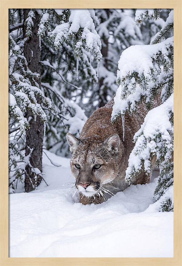 Mountain Lion Stalking Through Snow