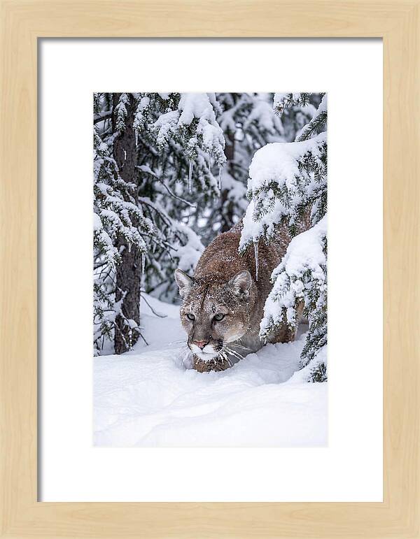 Mountain Lion Stalking Through Snow