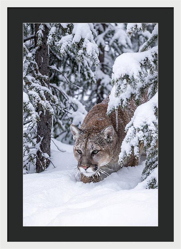 Mountain Lion Stalking Through Snow