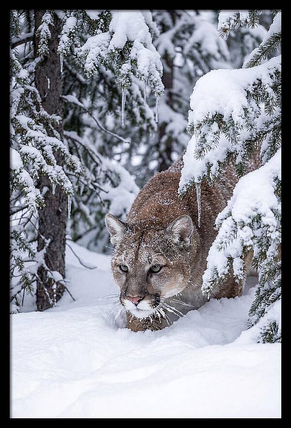 Mountain Lion Stalking Through Snow