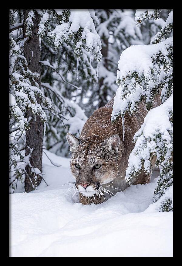 Mountain Lion Stalking Through Snow