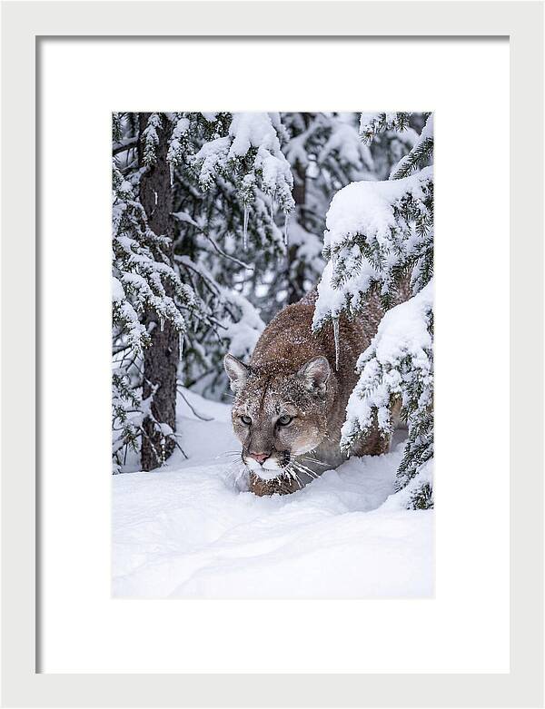 Mountain Lion Stalking Through Snow