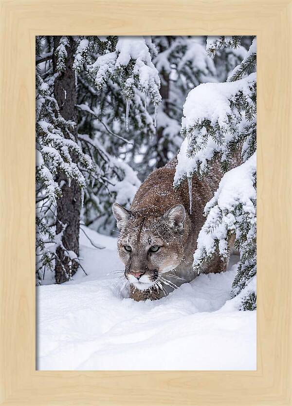 Mountain Lion Stalking Through Snow